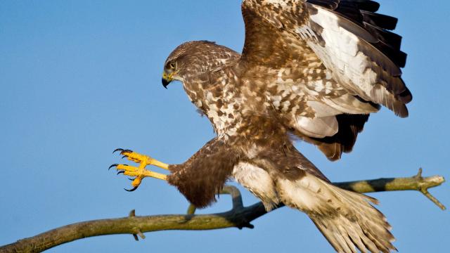 Politie zet roofvogels in om drones uit te schakelen