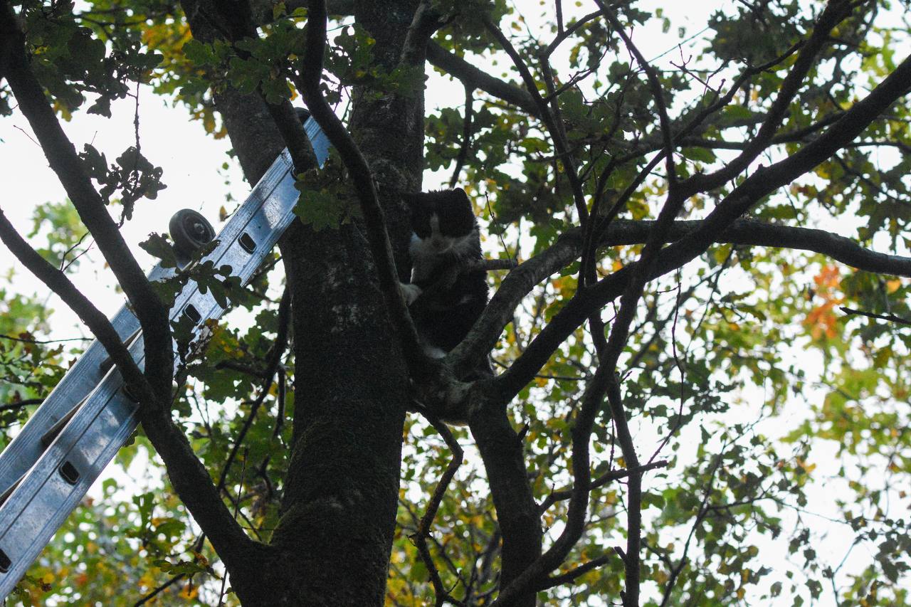 Brandweer redt kat uit de boom