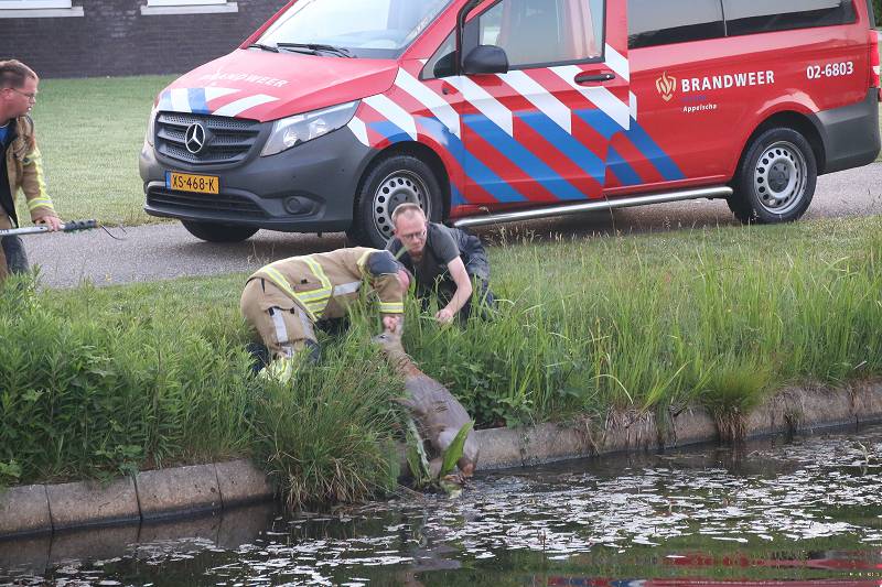 Brandweer in actie voor ree in water bij Appelscha