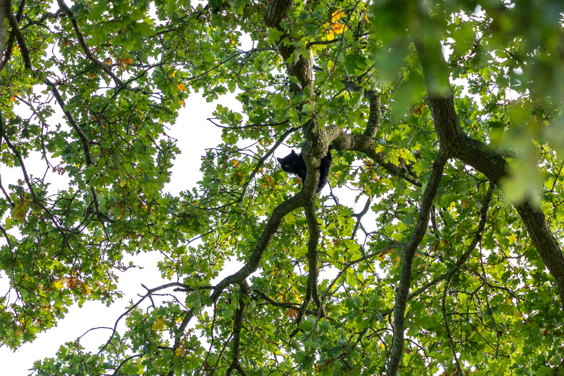 Kat na meerdere dagen uit boom gered in Noordwolde